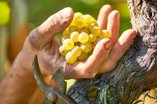 weine_handwerk_1_klein